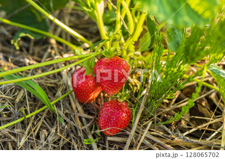 Freshly picked strawberries emerge from green foliage under warm sunlight, showcasing their bright color and juicy texture on a beautiful day 128065702