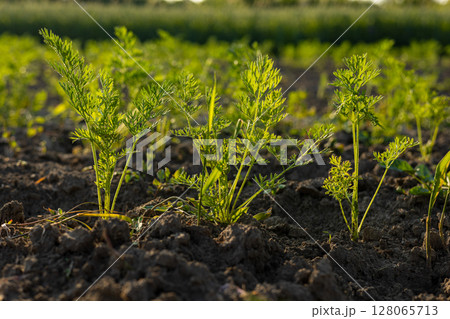 In a sunny garden, young carrot plants emerge from dark, rich soil, showcasing their bright green, feathery leaves as they grow In a sunny garden, young carrot plants emerge from dark, rich soil, showcasing their bright green, feathery leaves as they grow 128065713