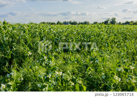 Vibrant green pea plants flourish in a field, showcasing white flowers and lush foliage under bright daylight, surrounded by a peaceful landscape Vibrant green pea plants flourish in a field, showcasing white flowers and lush foliage under bright daylight, surrounded by a peaceful landscape 128065718