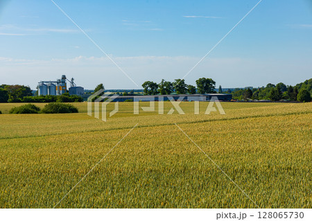 Golden grain fields stretch across the rural landscape with silos and a storage facility in the background under a bright blue sky Golden grain fields stretch across the rural landscape with silos and a storage facility in the background under a bright blue sky 128065730