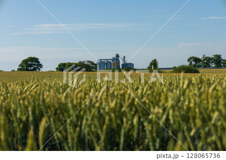 In a vast rural landscape, grain silos are visible behind lush, ripening crops under a clear blue sky, reflecting agricultural activity 128065736