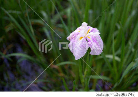 花菖蒲 128065745