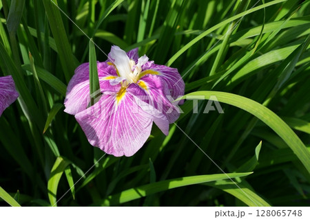 花菖蒲 花菖蒲 128065748