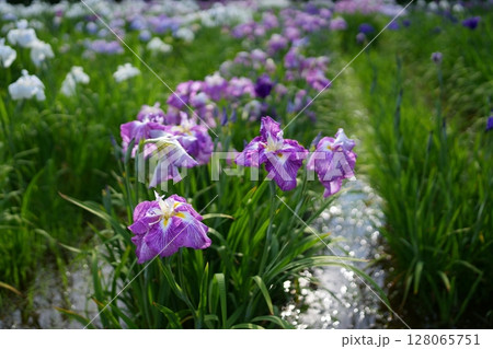 花菖蒲 花菖蒲 128065751