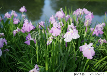 花菖蒲 花菖蒲 128065753