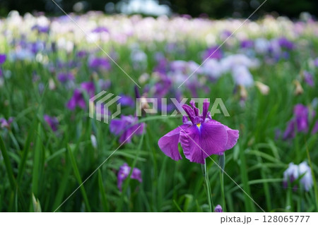 花菖蒲 128065777