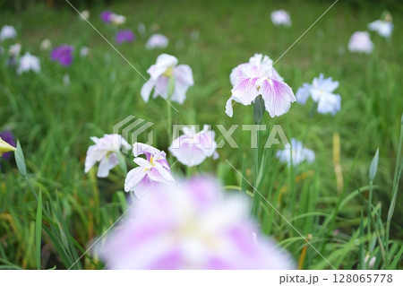 花菖蒲 花菖蒲 128065778