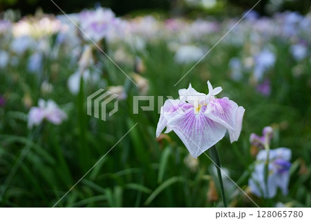 花菖蒲 128065780