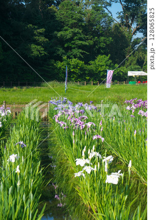 菖蒲が咲く頃の狭山丘陵に位置する北山公園の池とショウブの花 128065825