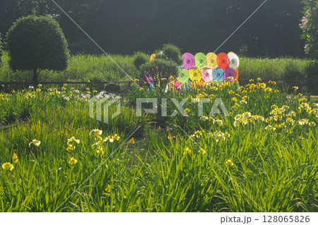 菖蒲が咲く頃の狭山丘陵に位置する北山公園の池とショウブの花 128065826