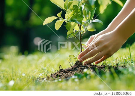 Female hands taking care of small tree sapling in the forest 128066366