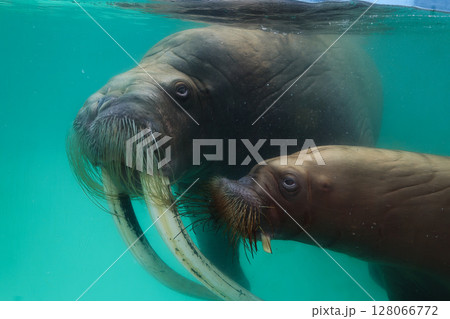 セイウチ 128066772