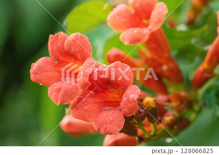 Red Tecoma flowers and green leaves after rain. Natural floral background. 128066825