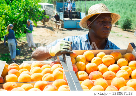 Man placing box of peaches in warehouse Man placing box of peaches in warehouse 128067118