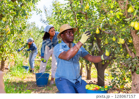 Workers harvesting pears Workers harvesting pears 128067157