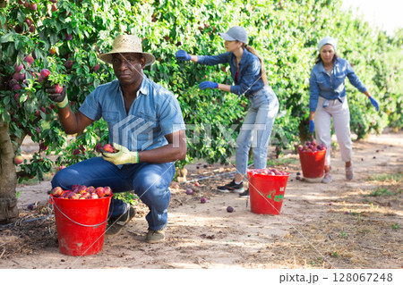 African male gardener picking plums from tree African male gardener picking plums from tree 128067248
