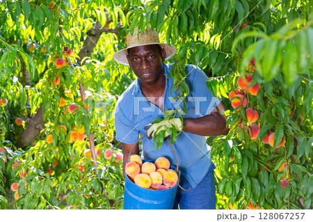 Man with bucket of peaches in garden Man with bucket of peaches in garden 128067257