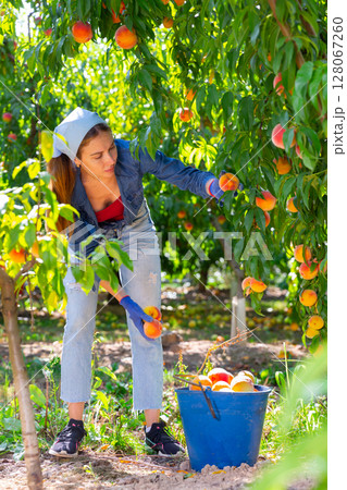 Young workwoman harvesting organic peaches in farm garden 128067260