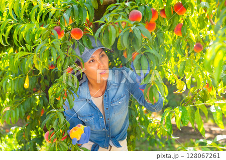 Woman picking peaches in garden 128067261