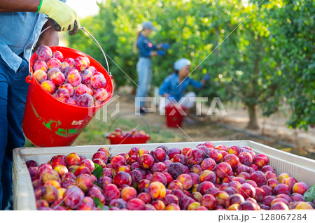Afro american gardener bulking plums into big crate Afro american gardener bulking plums into big crate 128067284