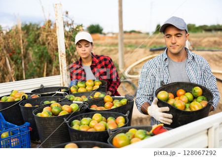 Man and woman loading bucket full of tomatoes on truck 128067292