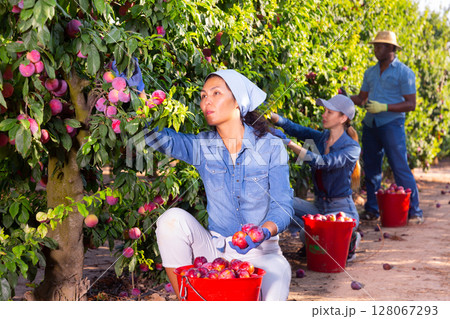 Three farmers collect ripe plums from a tree Three farmers collect ripe plums from a tree 128067293
