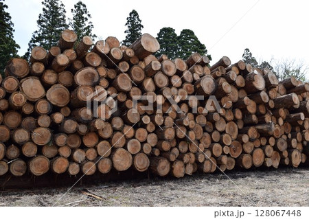 切り出された杉の丸太 山形県庄内 切り出された杉の丸太 山形県庄内 128067448