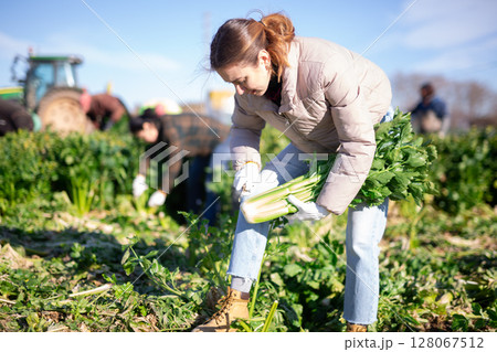 Young workwoman harvesting celery on farm field in spring Young workwoman harvesting celery on farm field in spring 128067512
