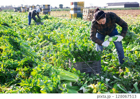 Asian woman with team of farm workers arranging crop of ripe celery in boxes on field Asian woman with team of farm workers arranging crop of ripe celery in boxes on field 128067513