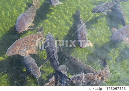池で泳ぐ鯉 池で泳ぐ鯉 128067528