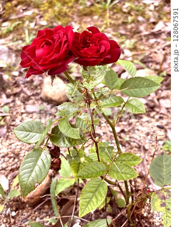 赤い薔薇 二本の物語 赤い薔薇 二本の物語 128067591
