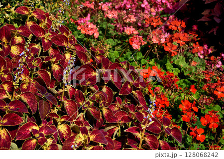 Gardening landscaping.Blooming red ornamental plant Coleus Lamiaceae family 128068242