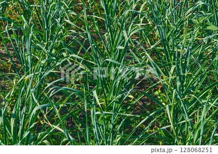 Kitchen spices.Young fresh green shoots of onion garlic in spring garden Kitchen spices.Young fresh green shoots of onion garlic in spring garden 128068251