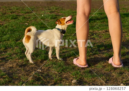 Funny Jack Russell terrier and his owner's legs 128068257