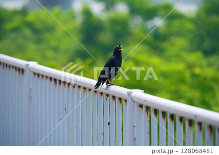 ハッカチョウ ハッカチョウ 128068481