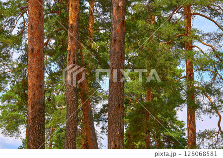 Young health vitality spring trunks of pine trees, clear blue sky 128068581