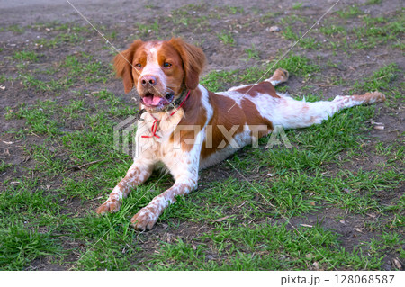 A cute red spaniel is resting with his paws spread out 128068587
