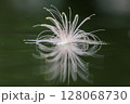サガリバナ 西表島 128068730