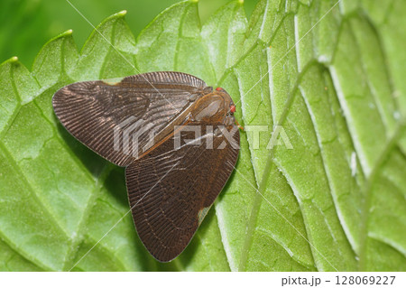 チュウゴクアミガサハゴロモ 128069227