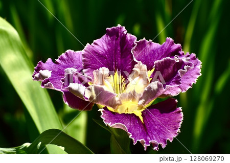 紫色の花を咲かせたハナショウブ 紫色の花を咲かせたハナショウブ 128069270