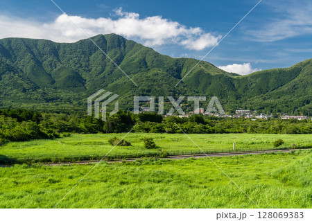 《神奈川県》新緑の仙石原・緑の草原 128069383