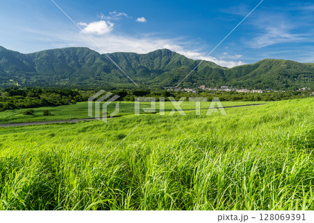 《神奈川県》新緑の仙石原・緑の草原 128069391