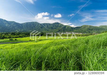 《神奈川県》新緑の仙石原・緑の草原 128069394