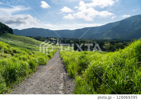 《神奈川県》新緑の仙石原・緑の草原 128069395