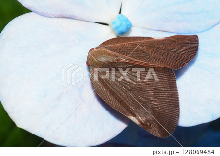アジサイの花に乗るチュウゴクアミガサハゴロモ 128069484
