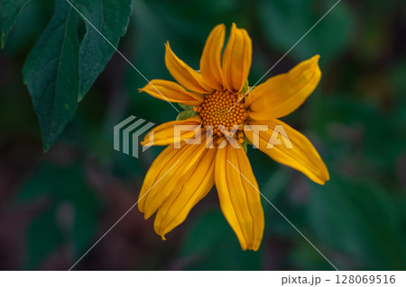 Close-up view of a vibrant yellow flower with detailed petals and center 128069516