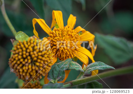 Drooping petals on a dying yellow blossom in a blurred garden background. Drooping petals on a dying yellow blossom in a blurred garden background. 128069523