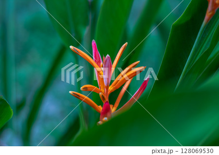 Vibrant orange and pink tropical flower blooming among lush green leaves. 128069530