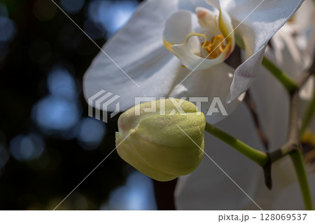 Close-up macro shot of a white orchid flower and developing bud Close-up macro shot of a white orchid flower and developing bud 128069537