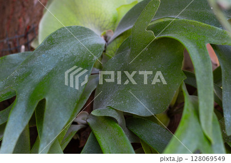 Vibrant green foliage pattern of an epiphytic Staghorn Fern growing in nature. 128069549
